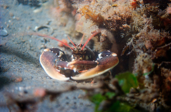 lobster watching from his cavity in a rocky surface surrounded with red little anemones