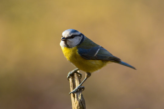 ritratto di cinciarella,Cyanistes caeruleus,sfondo chiaro