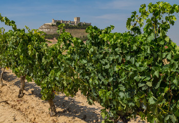 Fototapeta na wymiar Ribera del Duero Vineyard