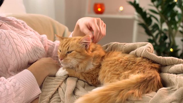 woman stroking red tabby cat in bed at home