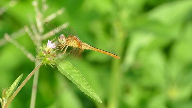 Dragonfly on a leaf 4k
