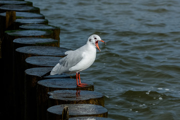 Mewa nad Morzem bałtyckim w Kołobrzegu  © Pawel Gruntowicz
