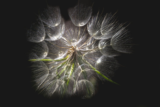 Dandelion isolated on dark background. Abstract maco photo of dandelion seeds close up