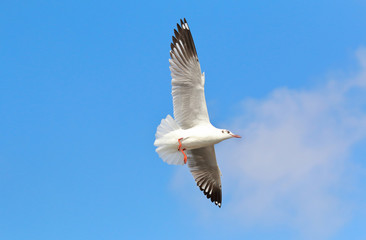 seagull flying in blue sky