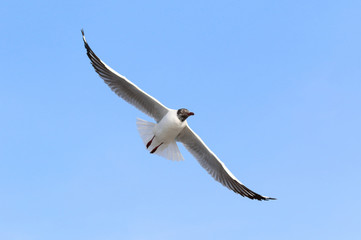 seagull flying in blue sky