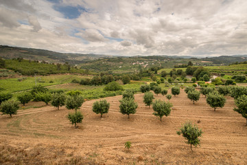 Fototapeta na wymiar Beautiful scenery of the Portuguese countryside. The valley of the river Duero. Portugal.