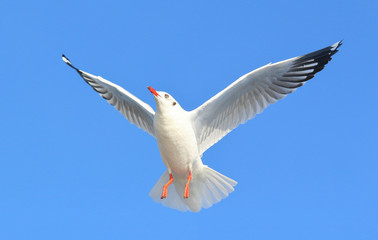 seagull flying in blue sky