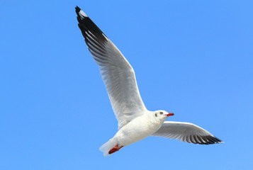 seagull flying in blue sky