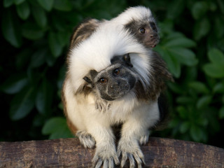 Cotton-top Tamarin