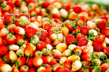 Fresh red strawberries. Wild small strawberry