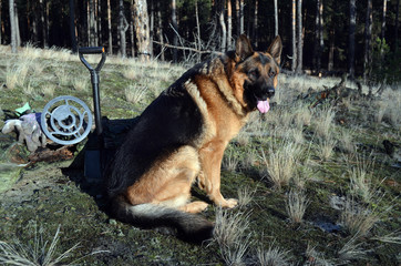 German shepherd dog with metal detector and shovel
