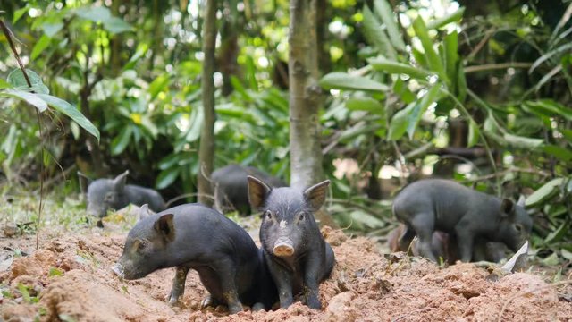 Small Cute Black Wild Boar Piglets Digging Ground In Thai Rainforest Jungle. Thailand. 4K.