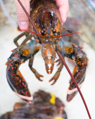 Lobster in hand in the Chinese market of Hainan Island