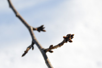 冬　桜　芽　素材