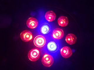 LED Plant Light - 183954539