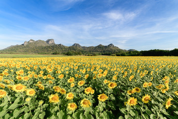 beautiful sunflower fields with mountain background