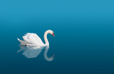 White swan with reflection on water