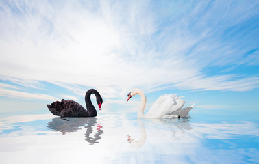 Black and White swan with reflection on water