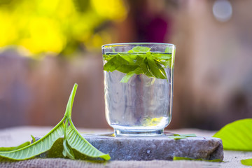 Leaves of guava,Psidium guajava cut in a glass