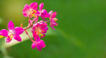 Fototapeta premium Orchid flower in tropical garden. Free from copy space. Panorama.