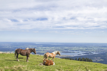 Pferdesommer auf dem Hörnle