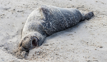 Toter Seehund © blende11.photo