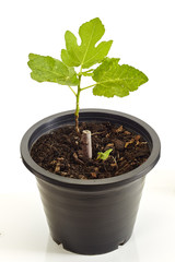 Fig tree plant in black plastic pot