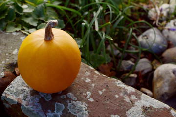 Small orange gourd on weathered brick wall