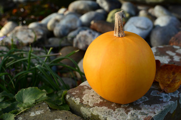 Close-up of orange gourd on a garden wall