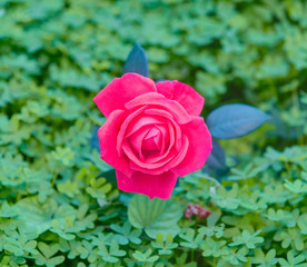 Red rose with green leaves of clover 