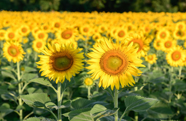 Obraz premium beautiful sunflower fields on morning, The Famous