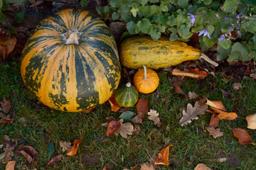 Pumpkin and ornamental gourds with fall leaves in a garden