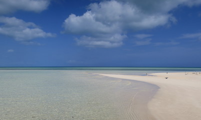 plage de cayo  guillermo et sternes royales