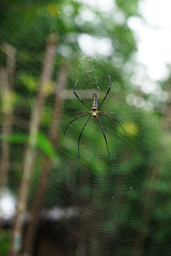 Spider on spider web
