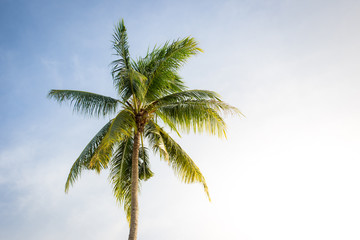 Fototapeta na wymiar Big coconut tree on the blue sky during moring sun lighting.