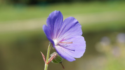 Fototapeta na wymiar Blue Flower