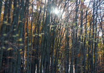 Trees in the autumn forest, sun rays