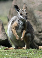 Naklejka na ściany i meble Yellow-footed rock wallaby. Latin name - Petrogale xanthopus