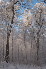 blue bright light in winter frozen landscape, godly heaven light beam in nature