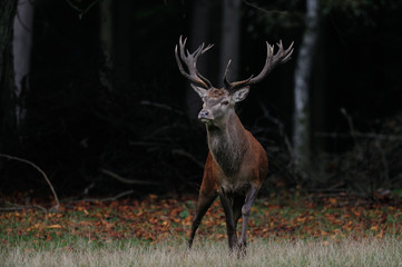 Rotwild, Rothirsch im Herbst,  Brunft Zeit