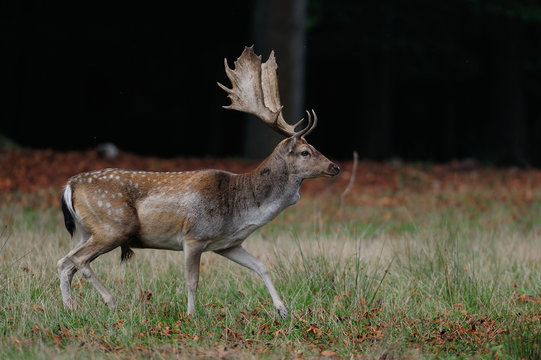 Damhirsch Schaufler im Herbst