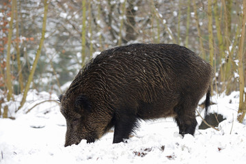 Schwarzwild, Bache im Winter