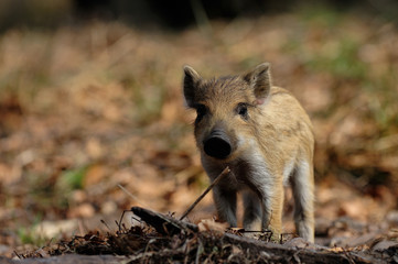 Wildschwein Frischling im Fruehjahr, Schwarzwild