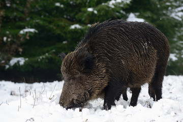 Schwarzwild, Bache im Winter