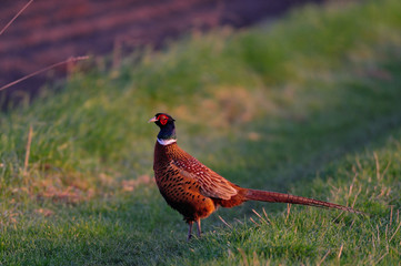 Jagdfasan am Feldrand, Fruehjahr