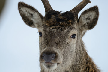 Rothirsch Kopf Portrait, Winter, Rotwild, (cervus elaphus)