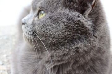 cat sweet gray grey animal