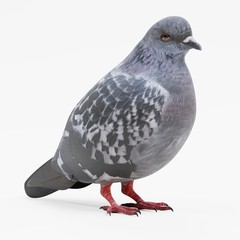 Realistic 3D Render of Pigeon