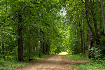 Fototapeta na wymiar Path in the woods.