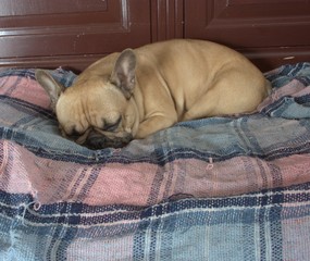chien bouledogue français dormant sur sa couverture